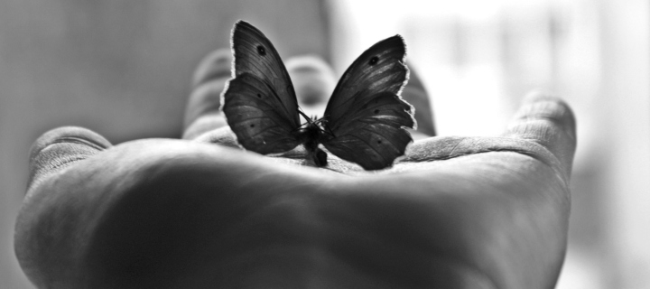 Sfondi Butterfly In Hand 720x320