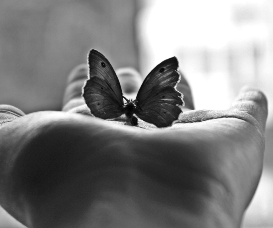 Das Butterfly In Hand Wallpaper 960x800