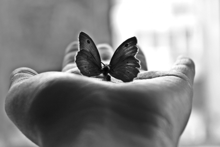 Butterfly In Hand wallpaper
