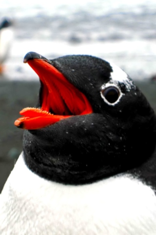 Sfondi Penguin Close Up 320x480