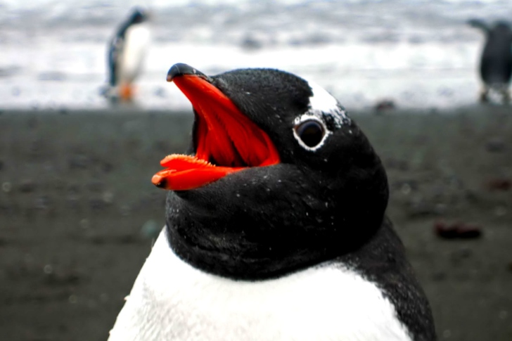 Sfondi Penguin Close Up