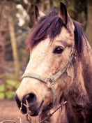 Sfondi Horse Portrait 132x176