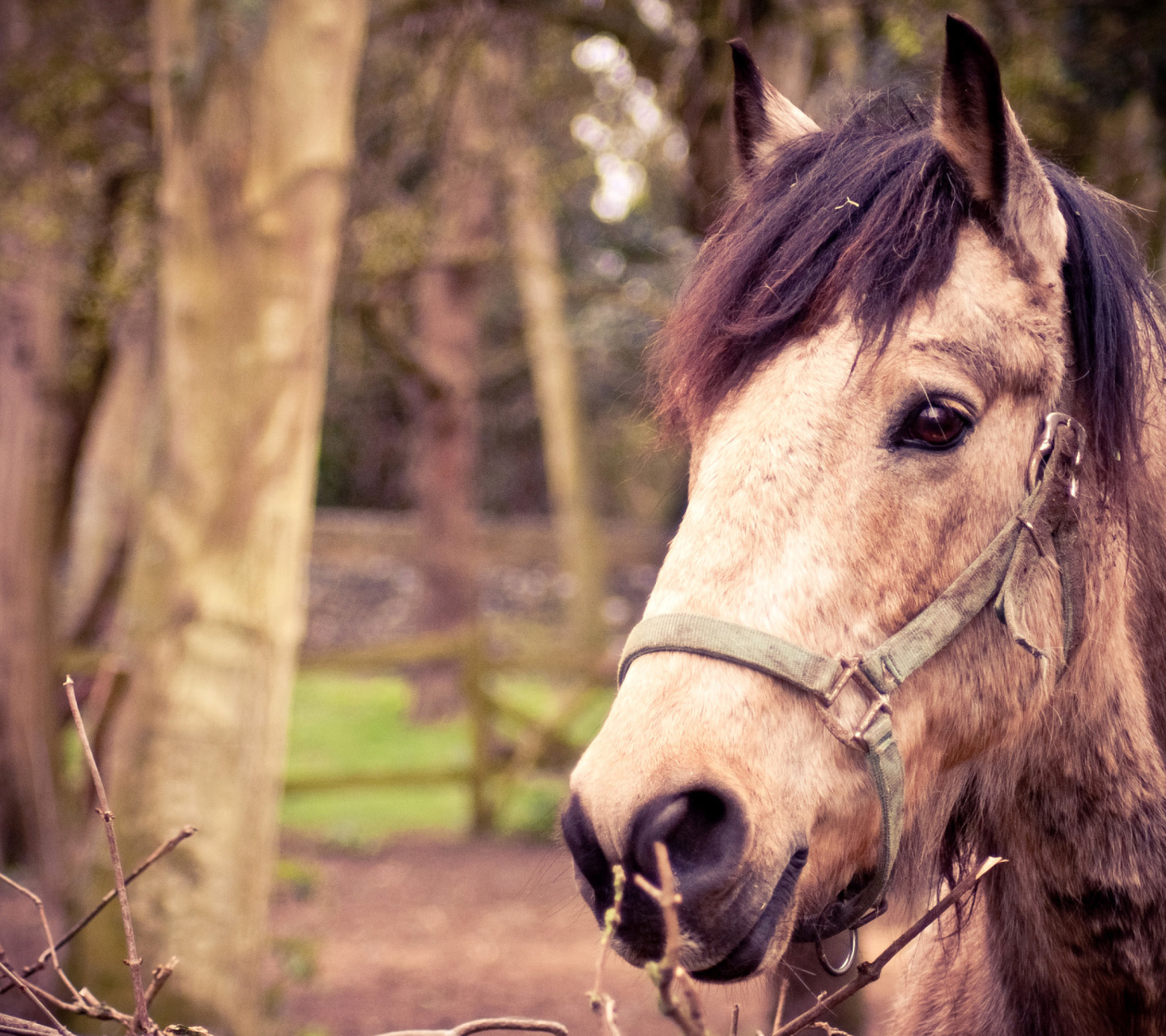 Das Horse Portrait Wallpaper 1440x1280