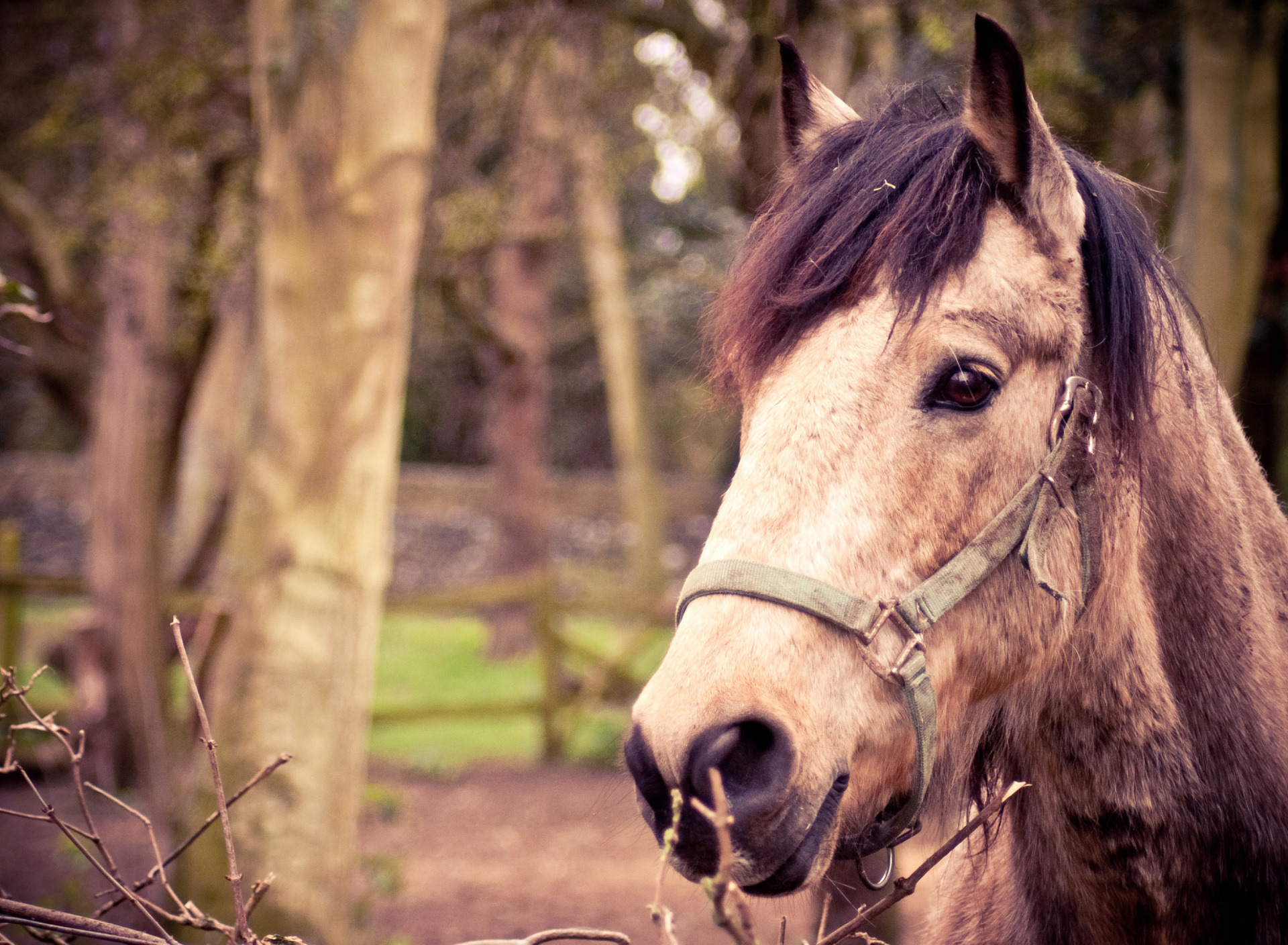 Fondo de pantalla Horse Portrait 1920x1408
