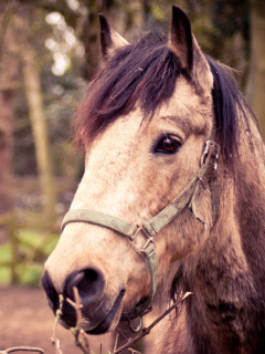 Das Horse Portrait Wallpaper 240x320