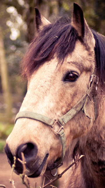 Das Horse Portrait Wallpaper 360x640