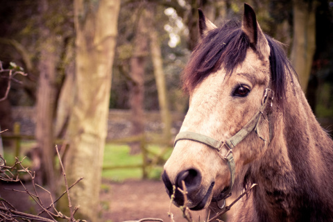 Обои Horse Portrait 480x320