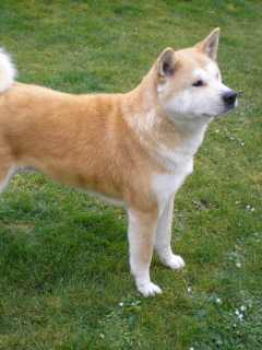 Sfondi Akita Inu Dog 240x320