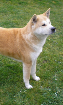 Akita Inu Dog screenshot #1 240x400