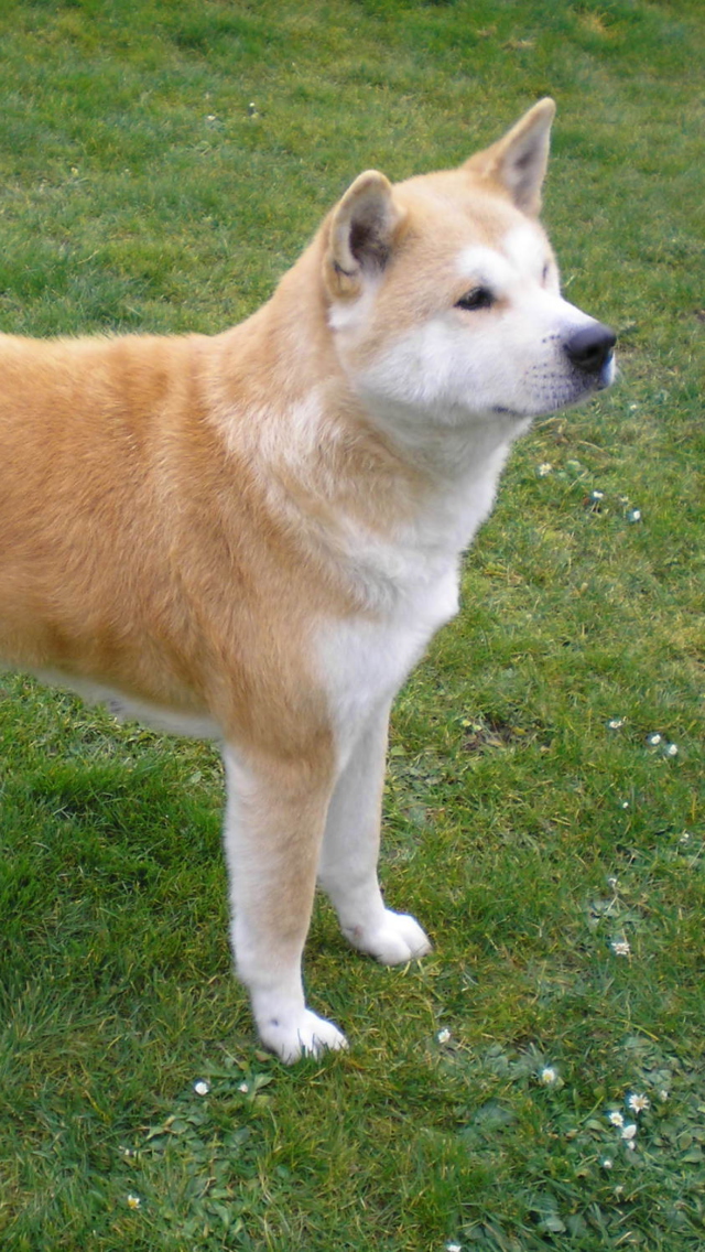 Fondo de pantalla Akita Inu Dog 640x1136