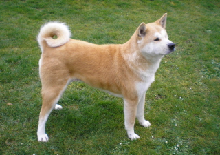 Akita Inu Dog Picture for Android, iPhone and iPad