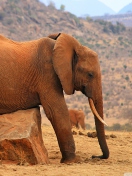 Sfondi Elephant 132x176