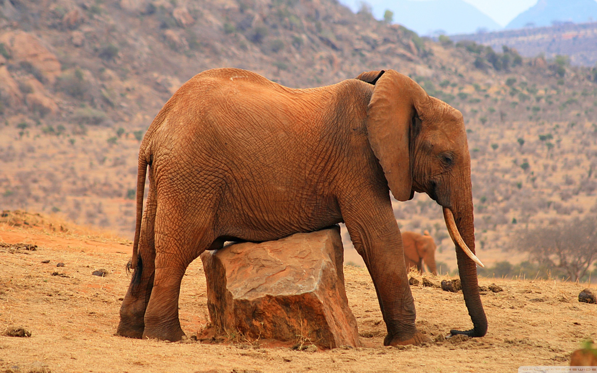 Sfondi Elephant 1920x1200