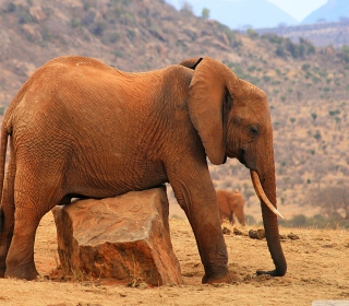 Elephant sfondi gratuiti per iPad 3