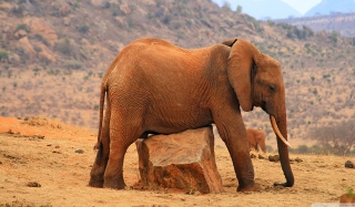 Elephant - Obrázkek zdarma pro Asus PadFone Mini