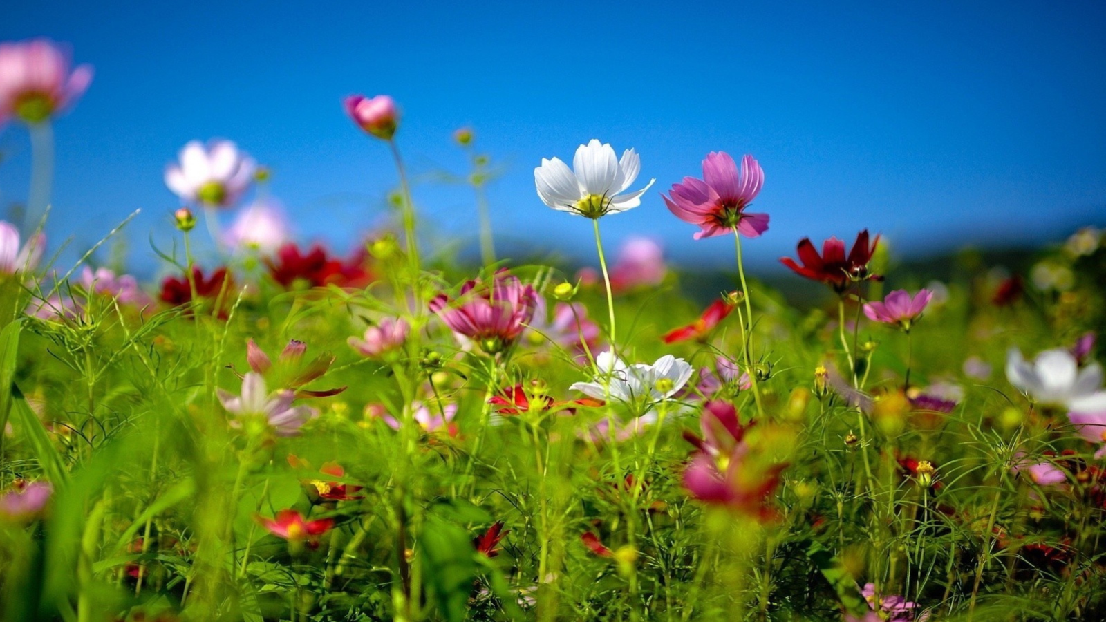 Wildflowers wallpaper 1600x900