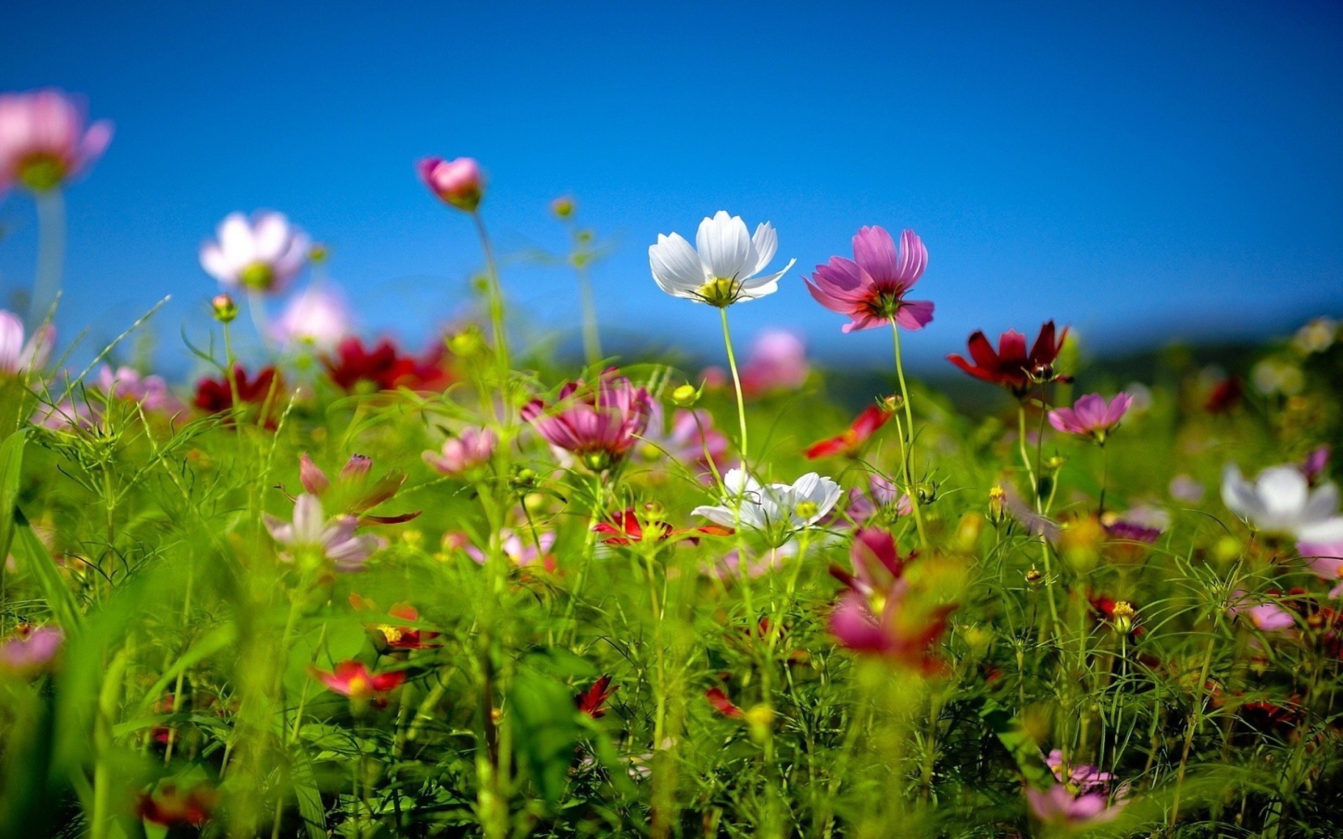 Wildflowers wallpaper 1920x1200