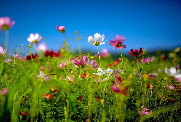 Wildflowers wallpaper