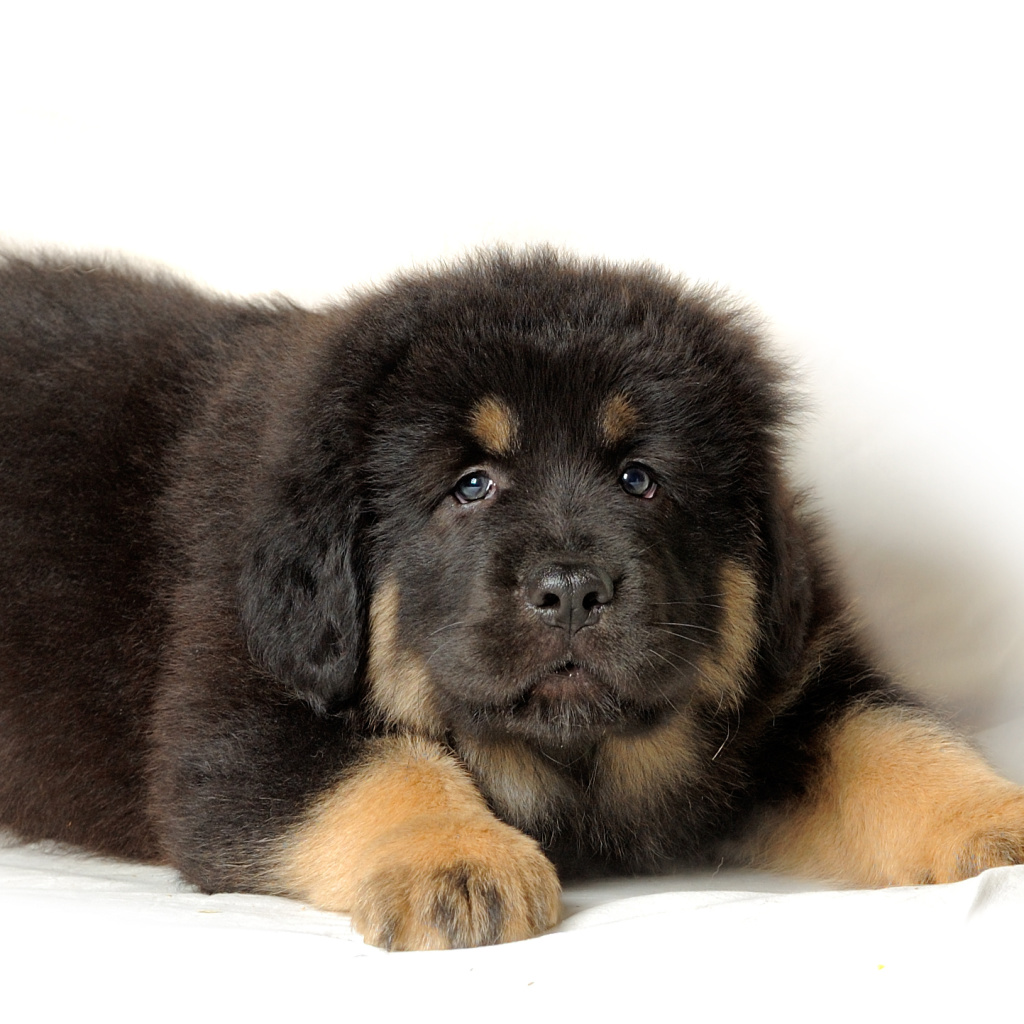 Fondo de pantalla Tibetan Mastiff Puppy 1024x1024