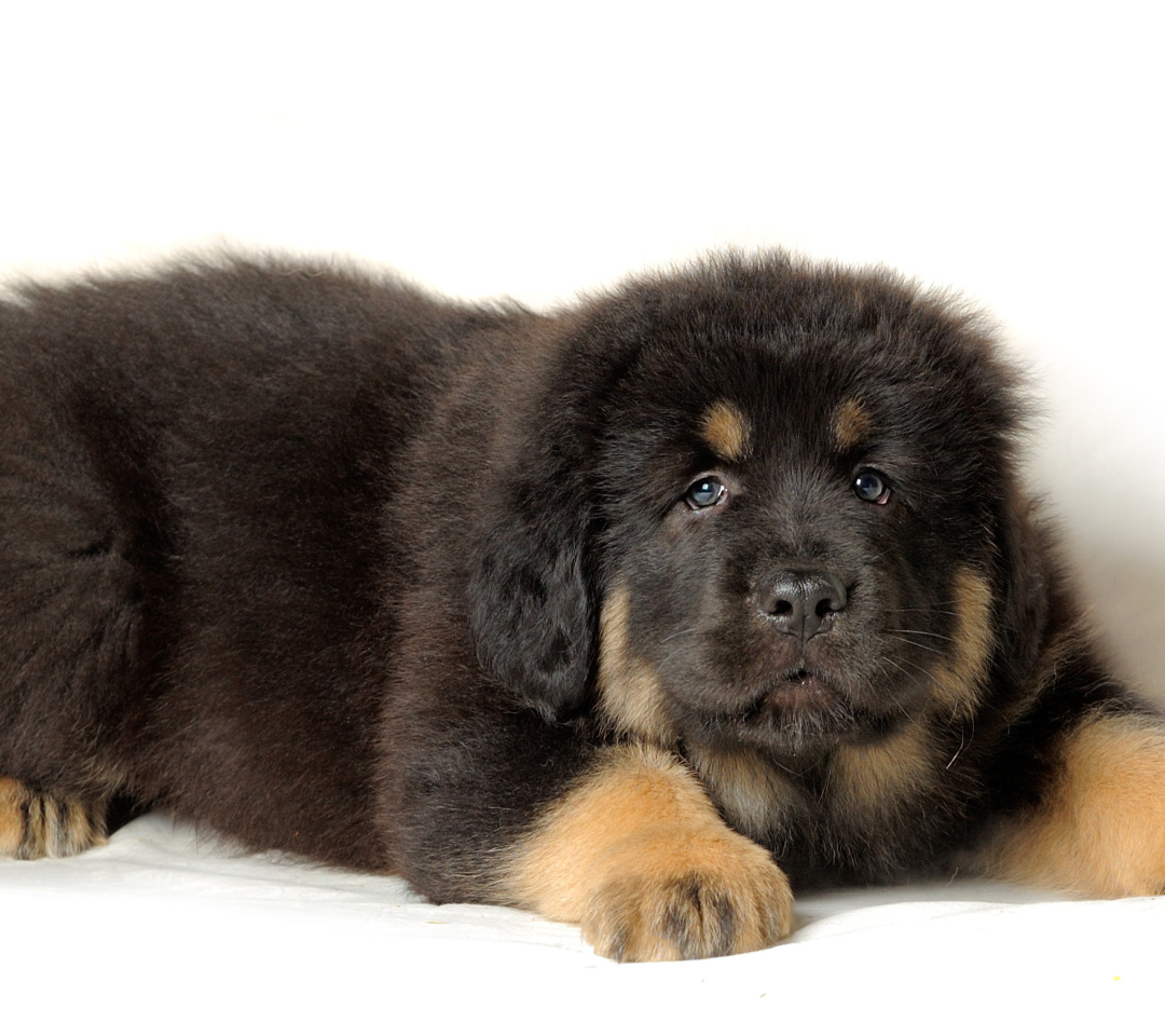 Обои Tibetan Mastiff Puppy 1080x960