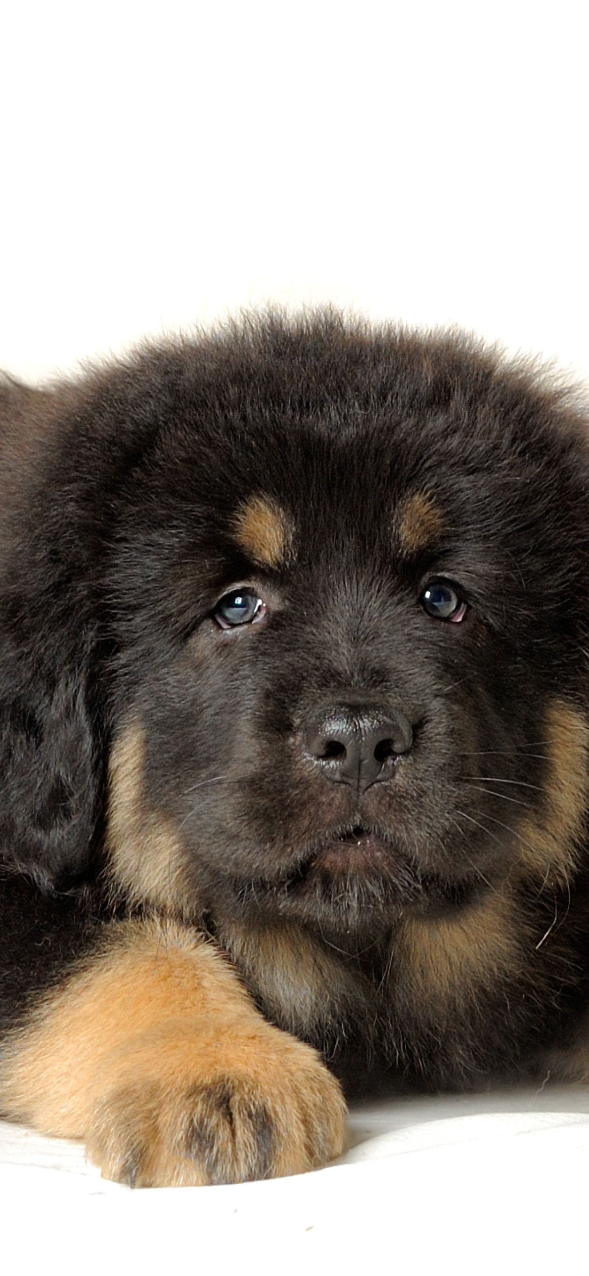 Fondo de pantalla Tibetan Mastiff Puppy 1170x2532