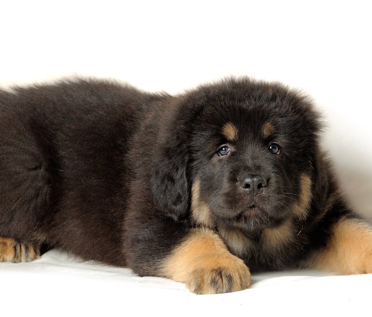 Sfondi Tibetan Mastiff Puppy 1200x1024