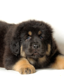 Fondo de pantalla Tibetan Mastiff Puppy 128x160