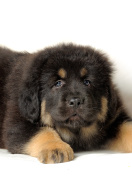Fondo de pantalla Tibetan Mastiff Puppy 132x176