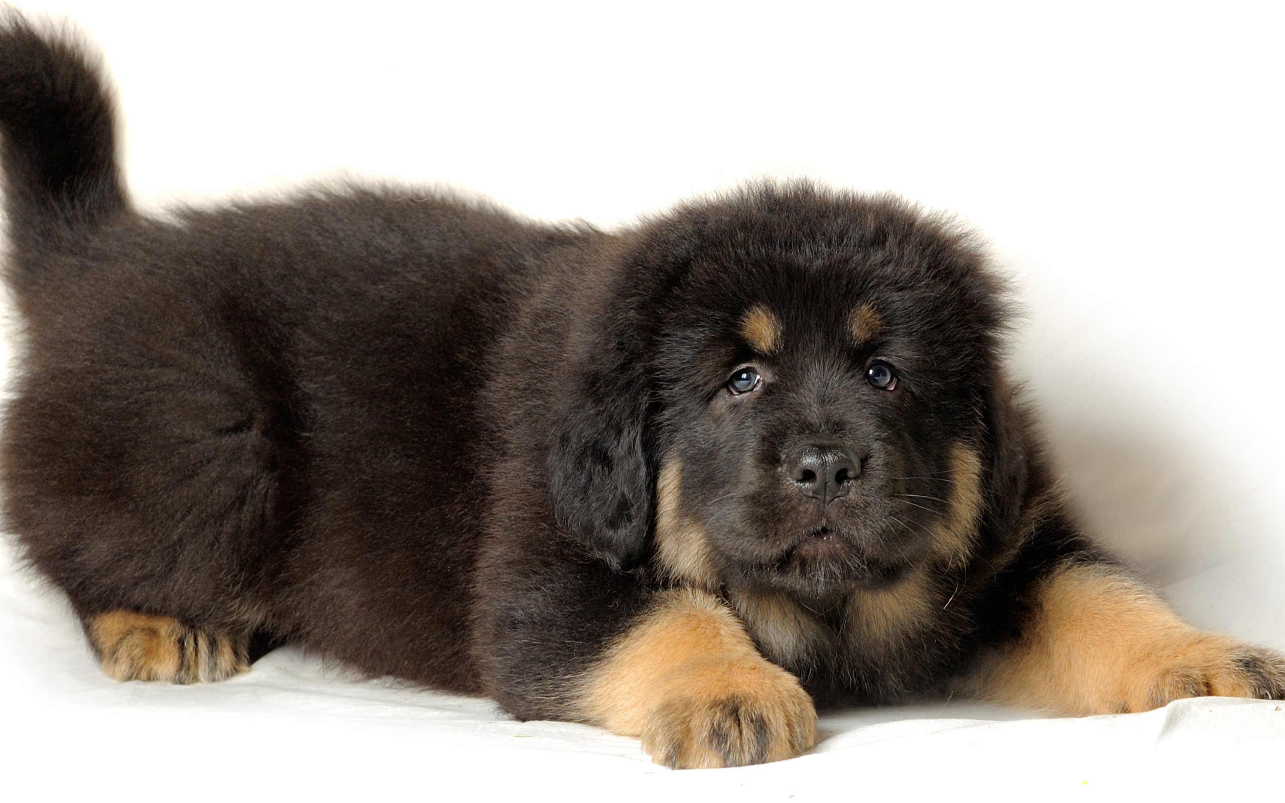 Обои Tibetan Mastiff Puppy 2560x1600