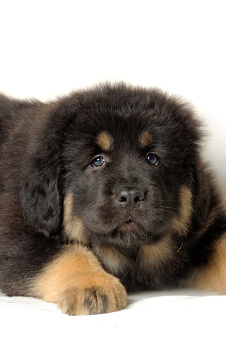 Sfondi Tibetan Mastiff Puppy 320x480