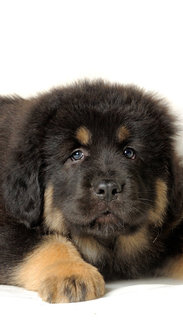 Fondo de pantalla Tibetan Mastiff Puppy 360x640