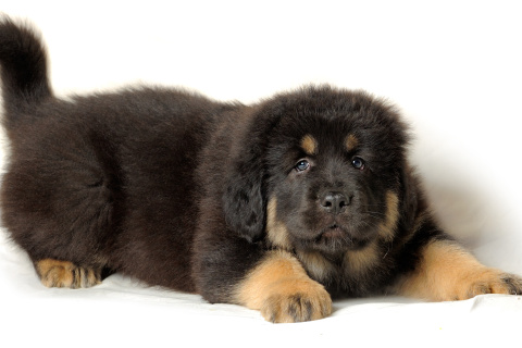 Fondo de pantalla Tibetan Mastiff Puppy 480x320
