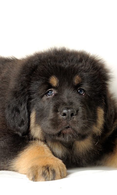 Sfondi Tibetan Mastiff Puppy 480x800