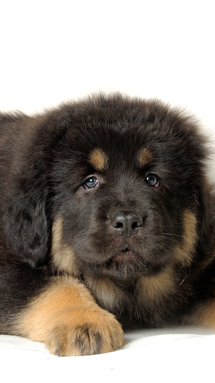 Tibetan Mastiff Puppy screenshot #1 750x1334