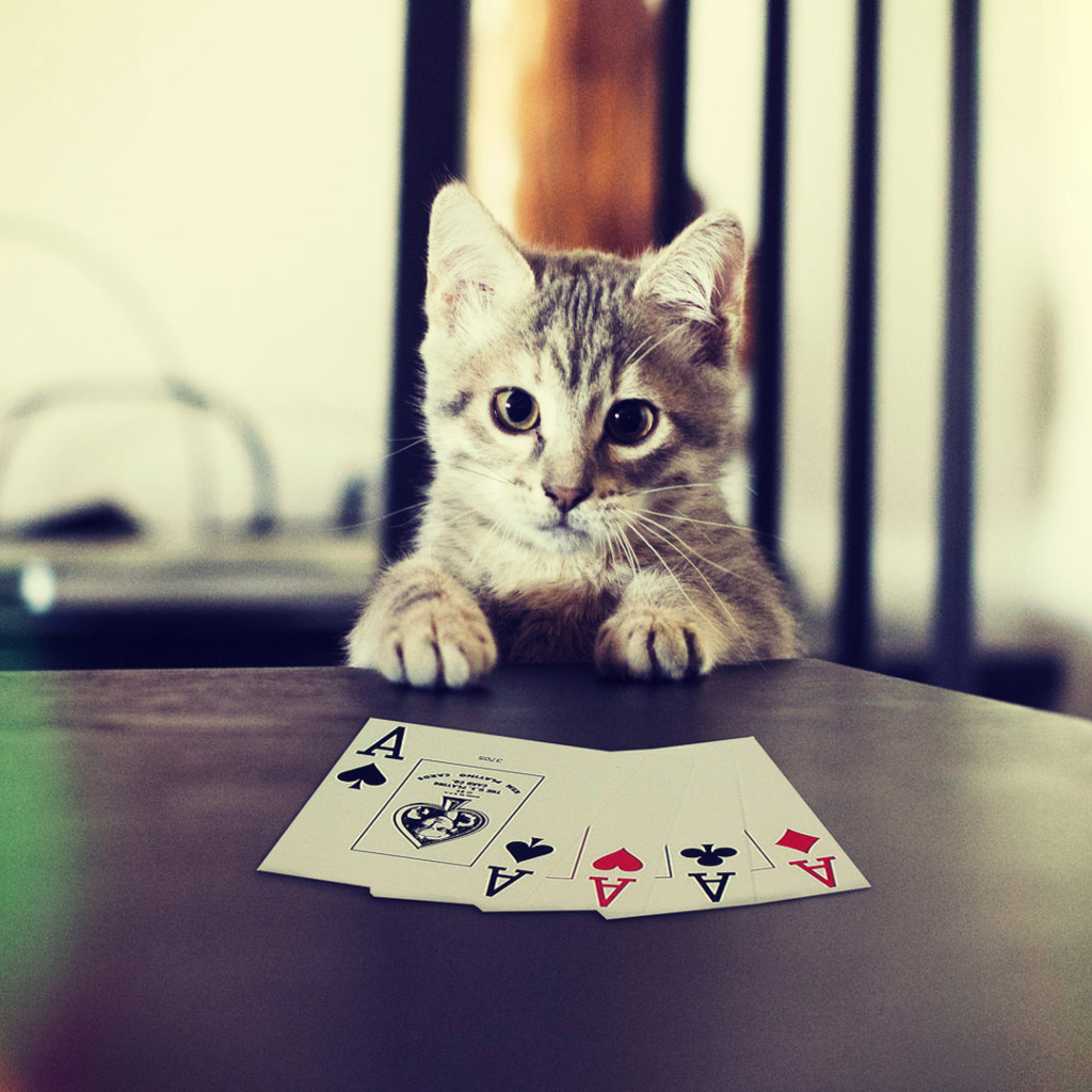 Das Poker Cat Wallpaper 1024x1024