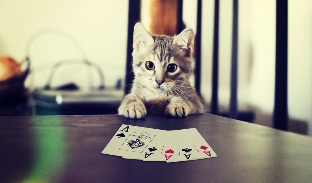 Poker Cat wallpaper 1024x600