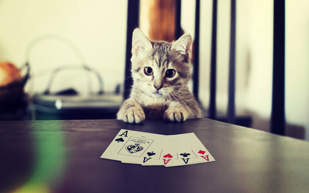 Das Poker Cat Wallpaper 1280x800