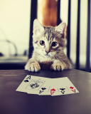 Das Poker Cat Wallpaper 128x160