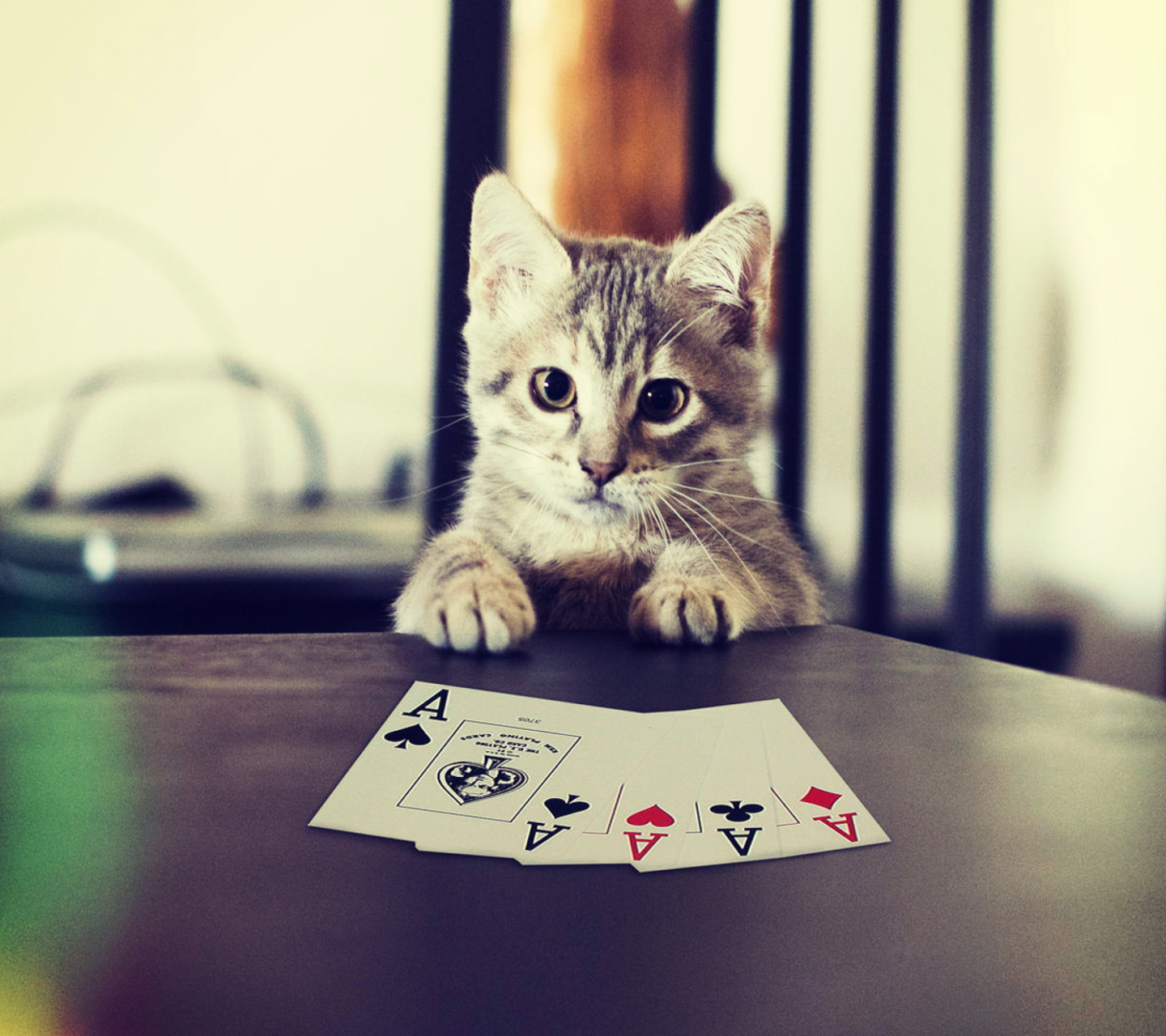 Обои Poker Cat 1440x1280