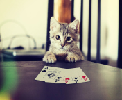 Das Poker Cat Wallpaper 176x144