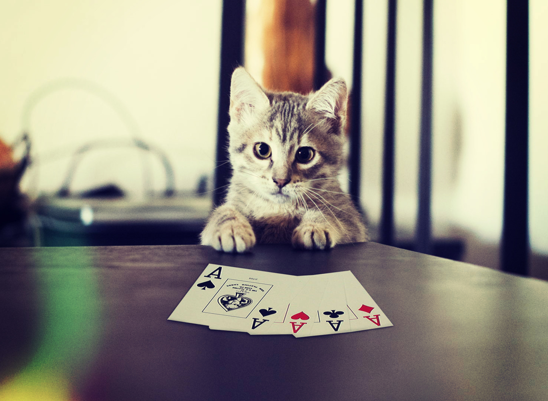 Обои Poker Cat 1920x1408