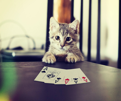 Fondo de pantalla Poker Cat 480x400