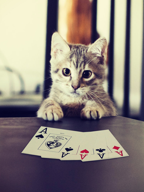 Обои Poker Cat 480x640
