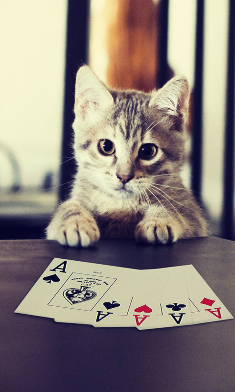 Das Poker Cat Wallpaper 480x800