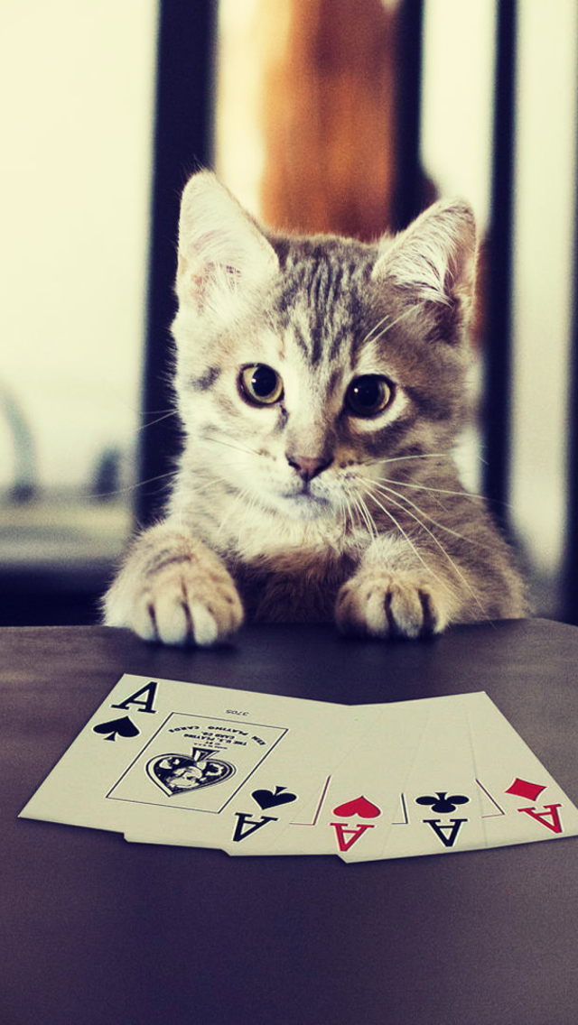Poker Cat wallpaper 640x1136