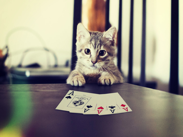 Fondo de pantalla Poker Cat 640x480