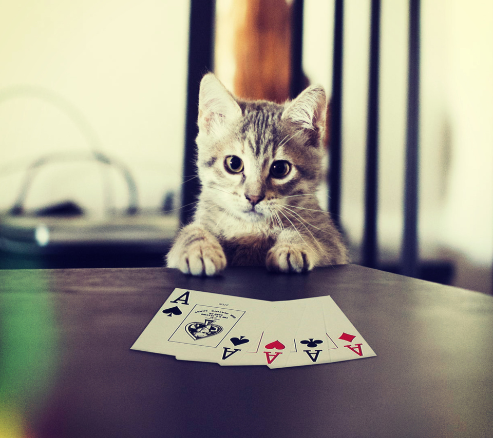 Fondo de pantalla Poker Cat 960x854