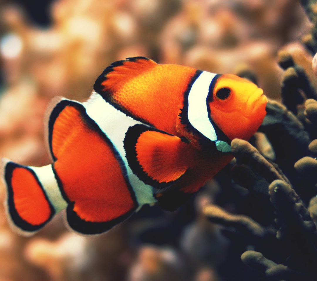 Das Nemo Fish Wallpaper 1080x960