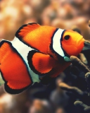Nemo Fish screenshot #1 128x160