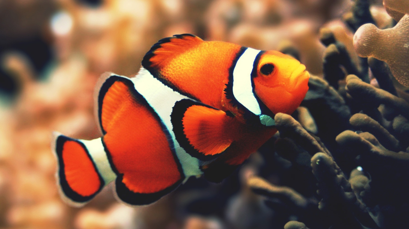 Screenshot №1 pro téma Nemo Fish 1366x768